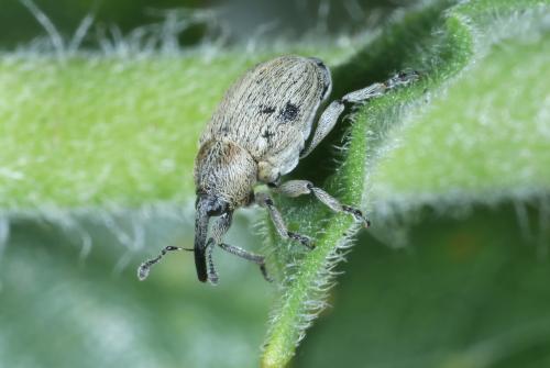 Réf. 303 806 : Sibinia sp.